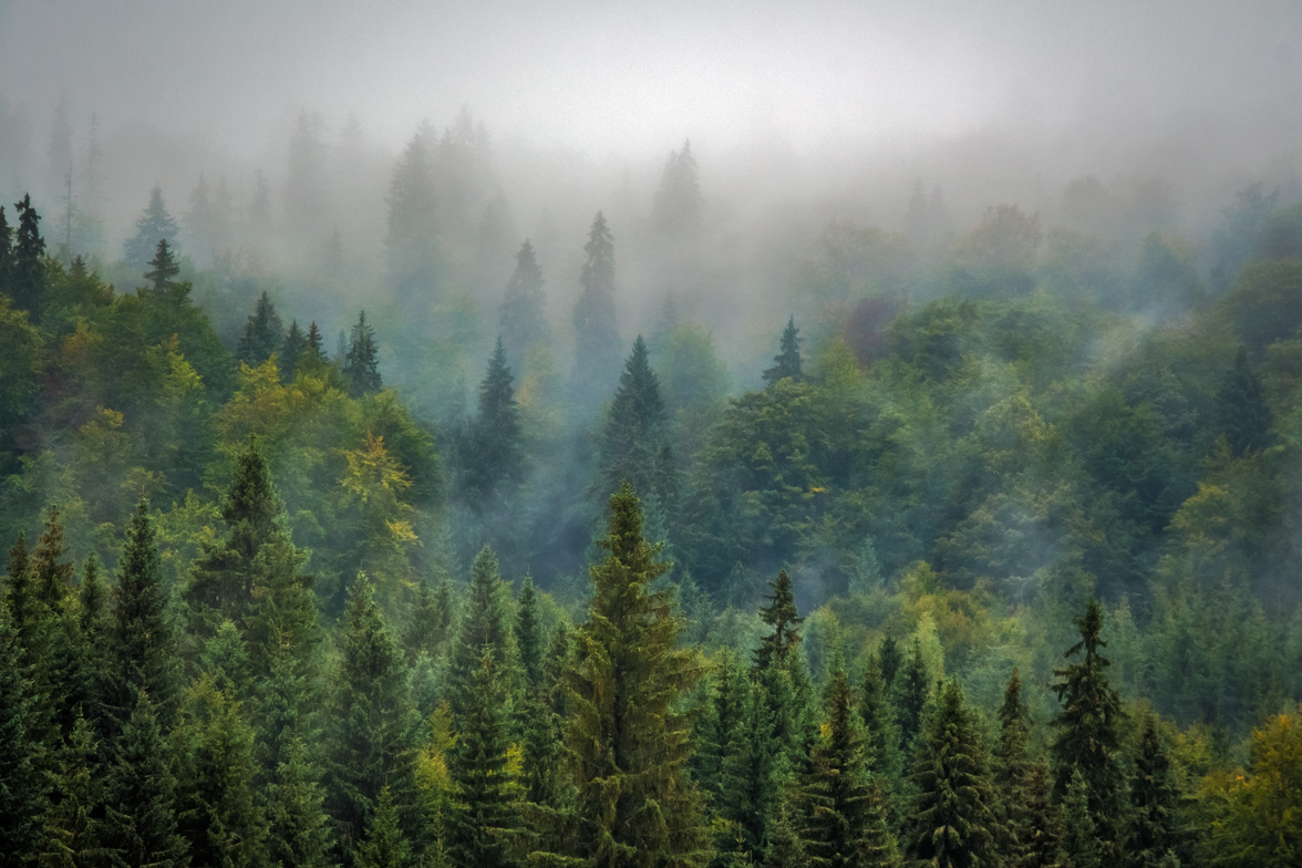 Misty Lush Forest